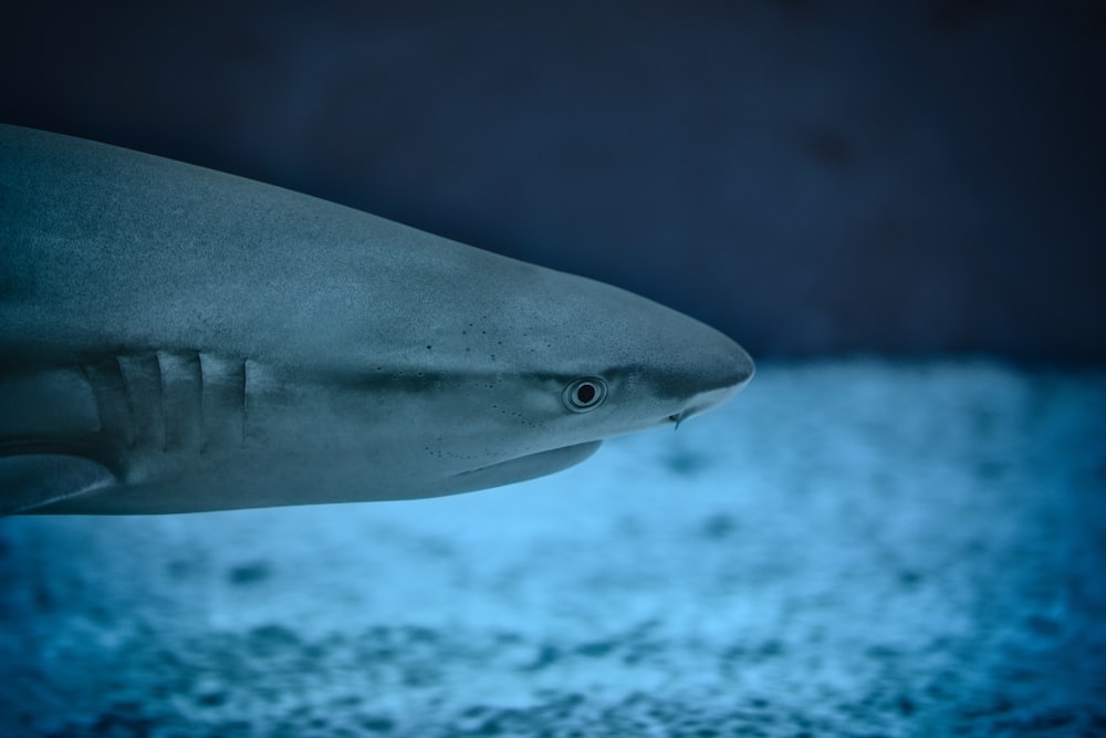 selective focus photography of shark