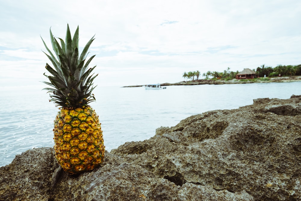 pineapple fruit on rock