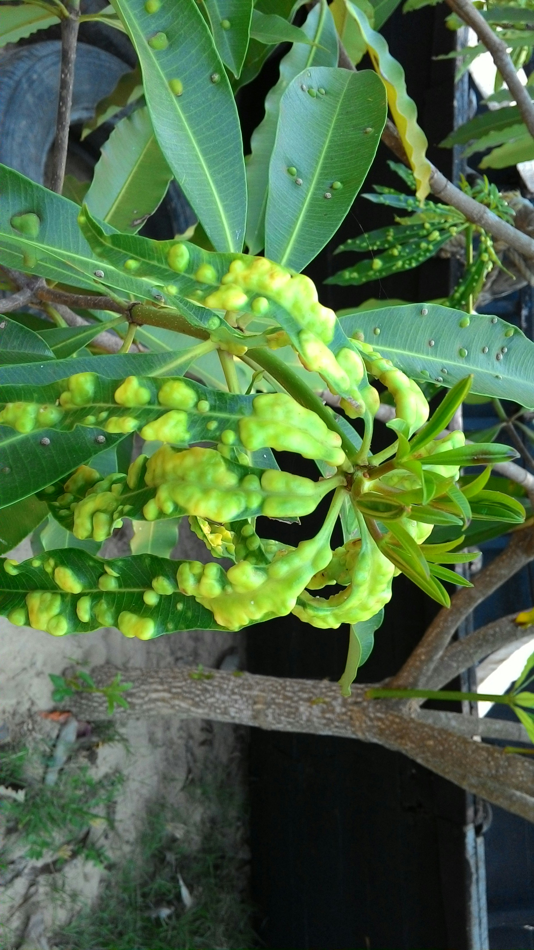 Understanding Agrobacterium: The Pathogen Behind Plant Diseases