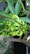 A set of green leaves exhibits signs of disease or damage with yellow, bumpy growths. The leaves are still attached to a branch of a tree, which has a rough bark texture. The surrounding area consists of more foliage and a natural environment.