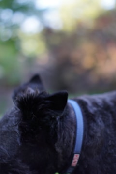 A close-up of a black dog wearing a blue collar is visible, with its face slightly turned away from the camera. The background is blurred, featuring a mix of green and brown hues, creating a serene, out-of-focus backdrop.