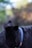 A close-up of a black dog wearing a blue collar is visible, with its face slightly turned away from the camera. The background is blurred, featuring a mix of green and brown hues, creating a serene, out-of-focus backdrop.
