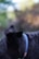 A close-up of a black dog wearing a blue collar is visible, with its face slightly turned away from the camera. The background is blurred, featuring a mix of green and brown hues, creating a serene, out-of-focus backdrop.