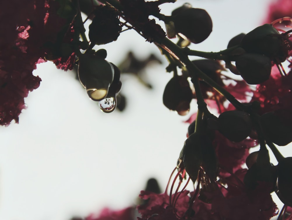 Uno scatto macro di goccioline d'acqua appese a boccioli di fiori verdi