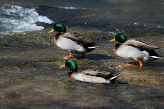 Three mallard ducks stand and swim in a shallow stream with clear, flowing water. The ducks have vivid green heads, yellow beaks, and brown-tipped wings. The sunlight highlights their glossy feathers and the movement of the water creates small ripples around them.