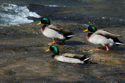 Three mallard ducks stand and swim in a shallow stream with clear, flowing water. The ducks have vivid green heads, yellow beaks, and brown-tipped wings. The sunlight highlights their glossy feathers and the movement of the water creates small ripples around them.