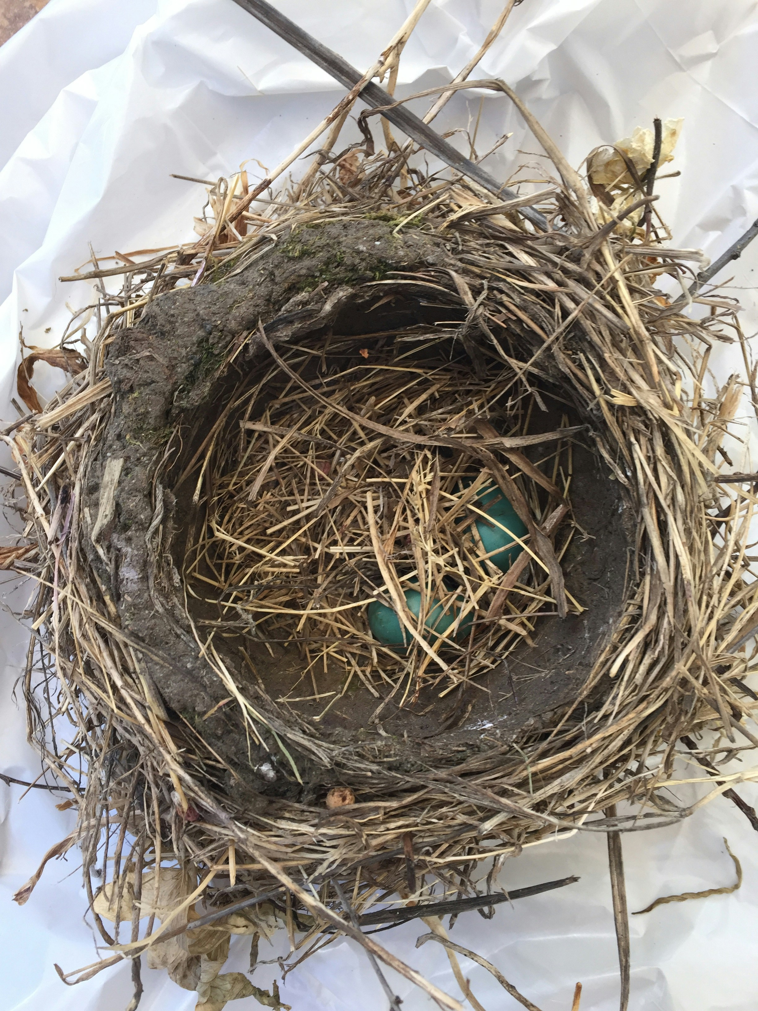 Free Unsplash photo from Jace Roy