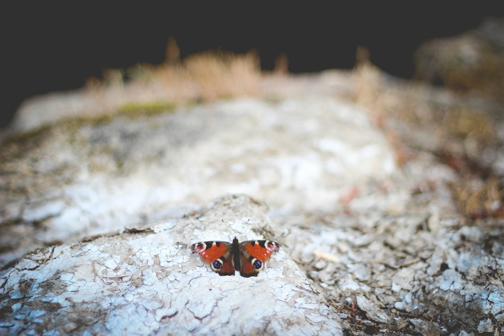 fotografia de foco seletivo da mariposa Polyphemus vermelha