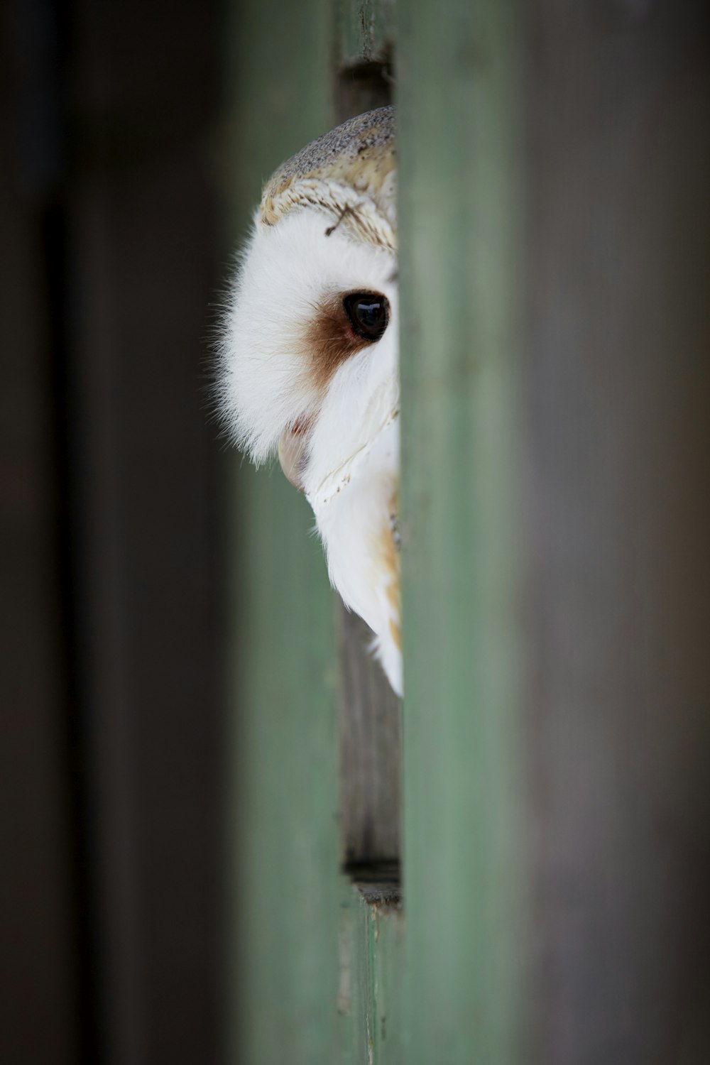 An owl peeking at the camera while sitting in a wall opening.