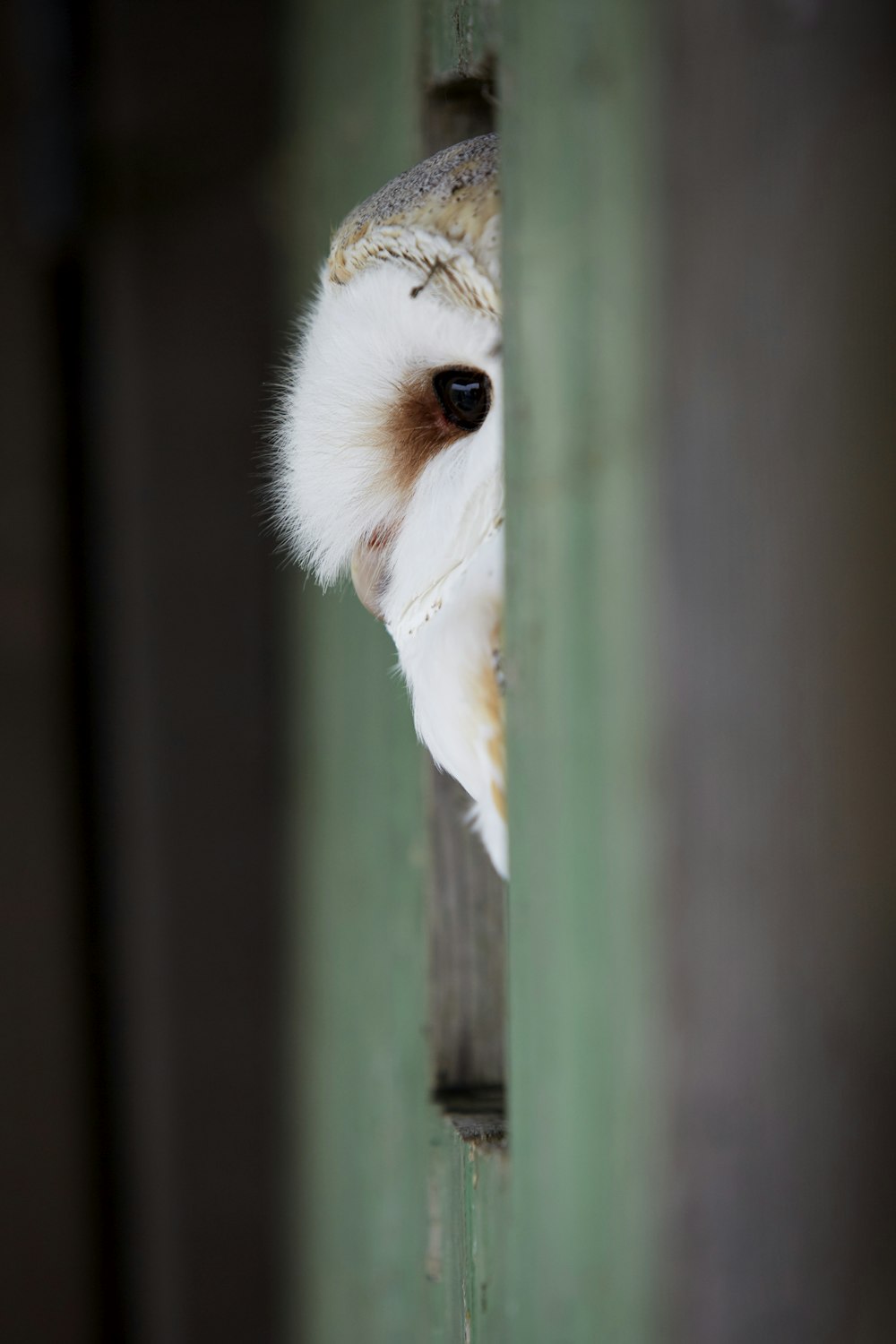 Un búho mirando a la cámara mientras está sentado en una abertura de la pared.