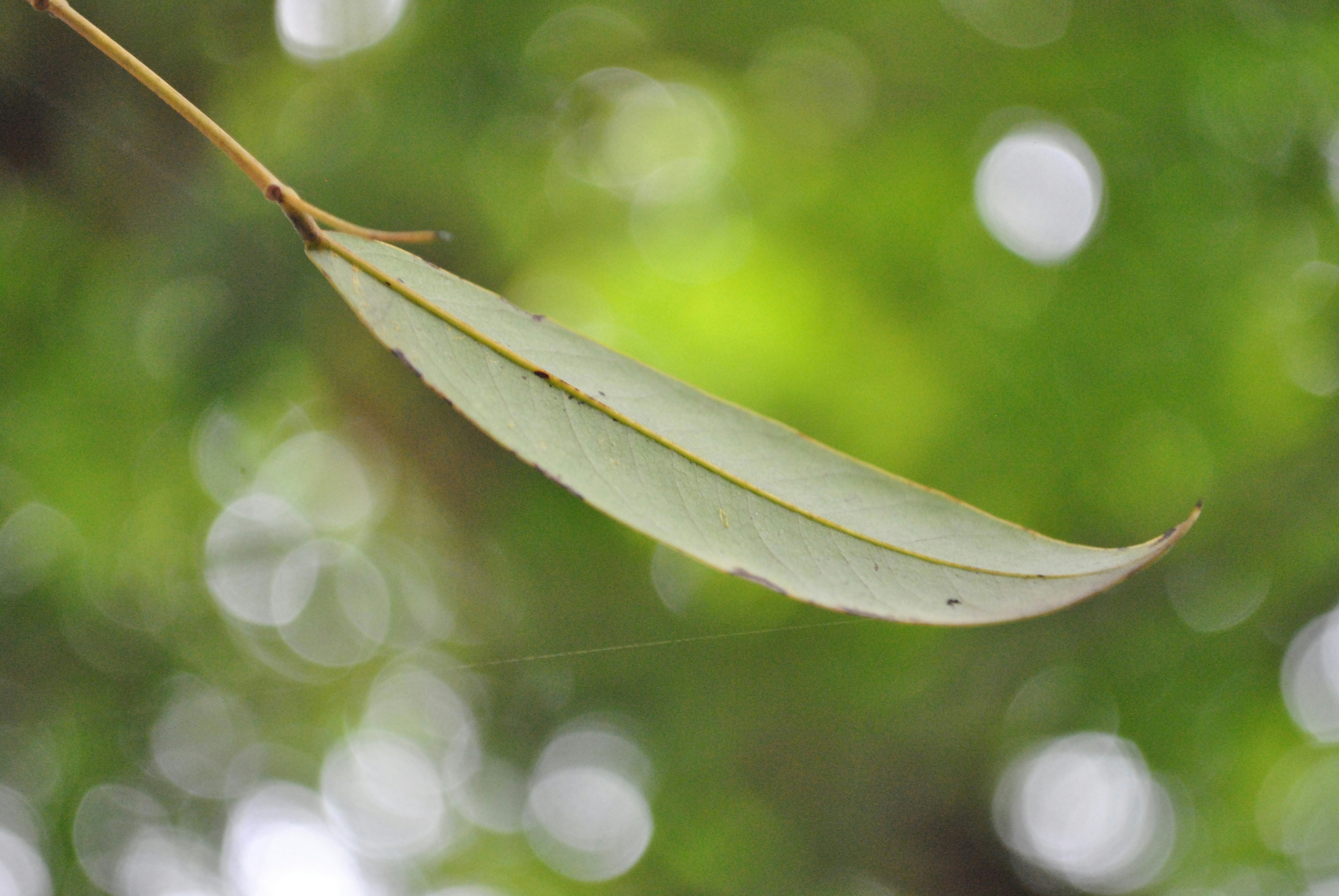 Free Unsplash photo from Rohitash ProDreamer