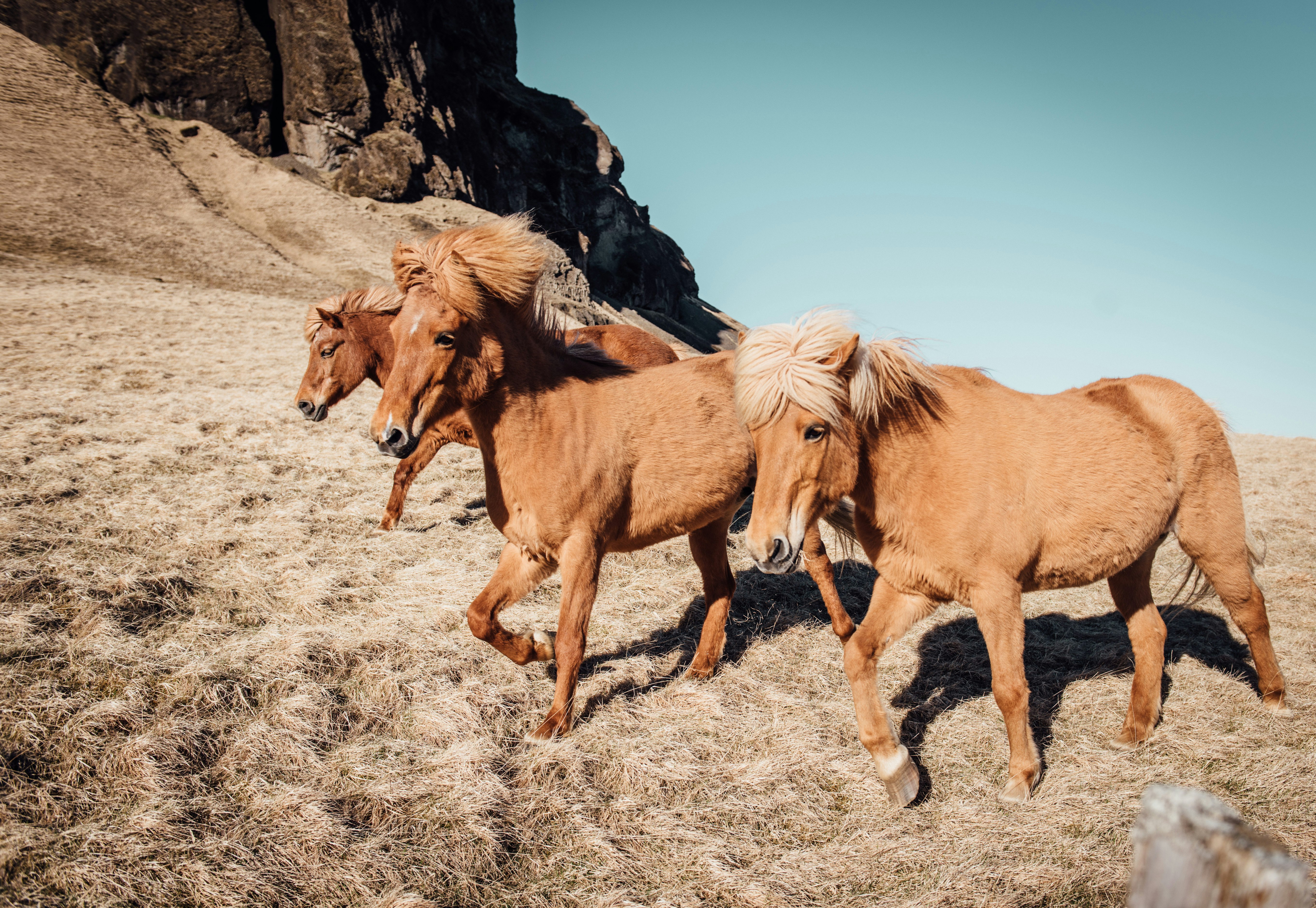 Wild ponies on a slope