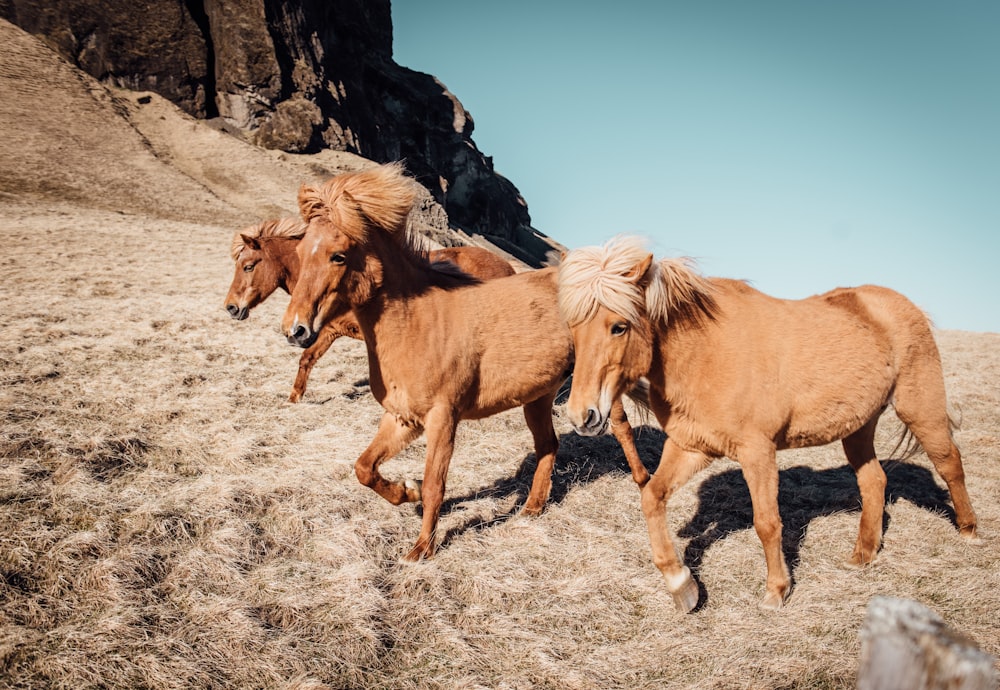 three tan running horses near rocky mountain during daytime