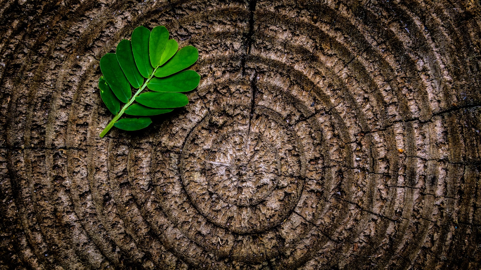 Sony a6000 sample photo. Green leaf plant on photography