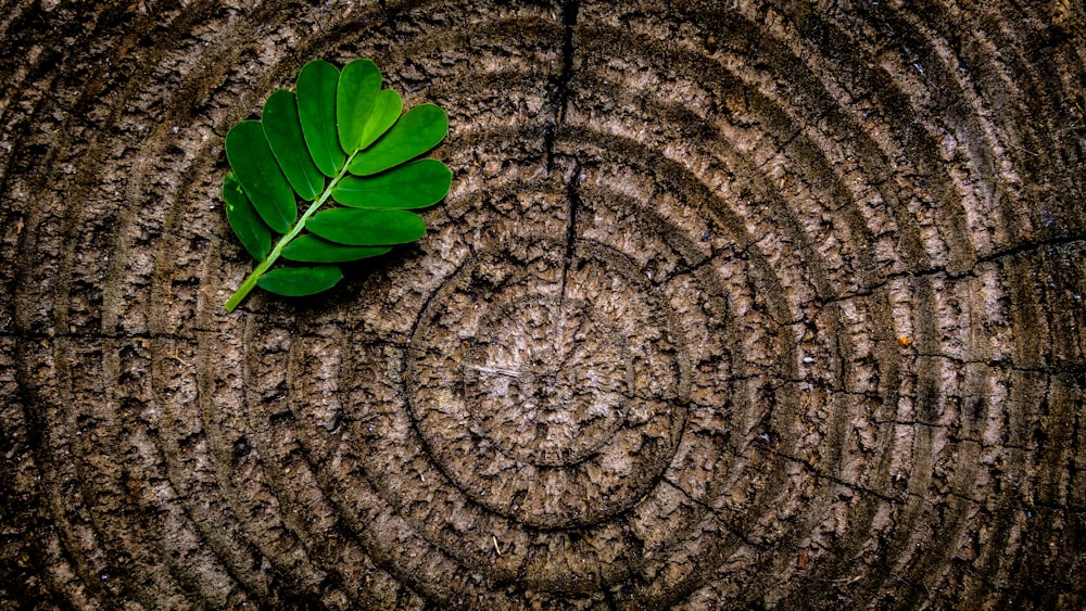 Plante à feuilles vertes sur plate-forme brune