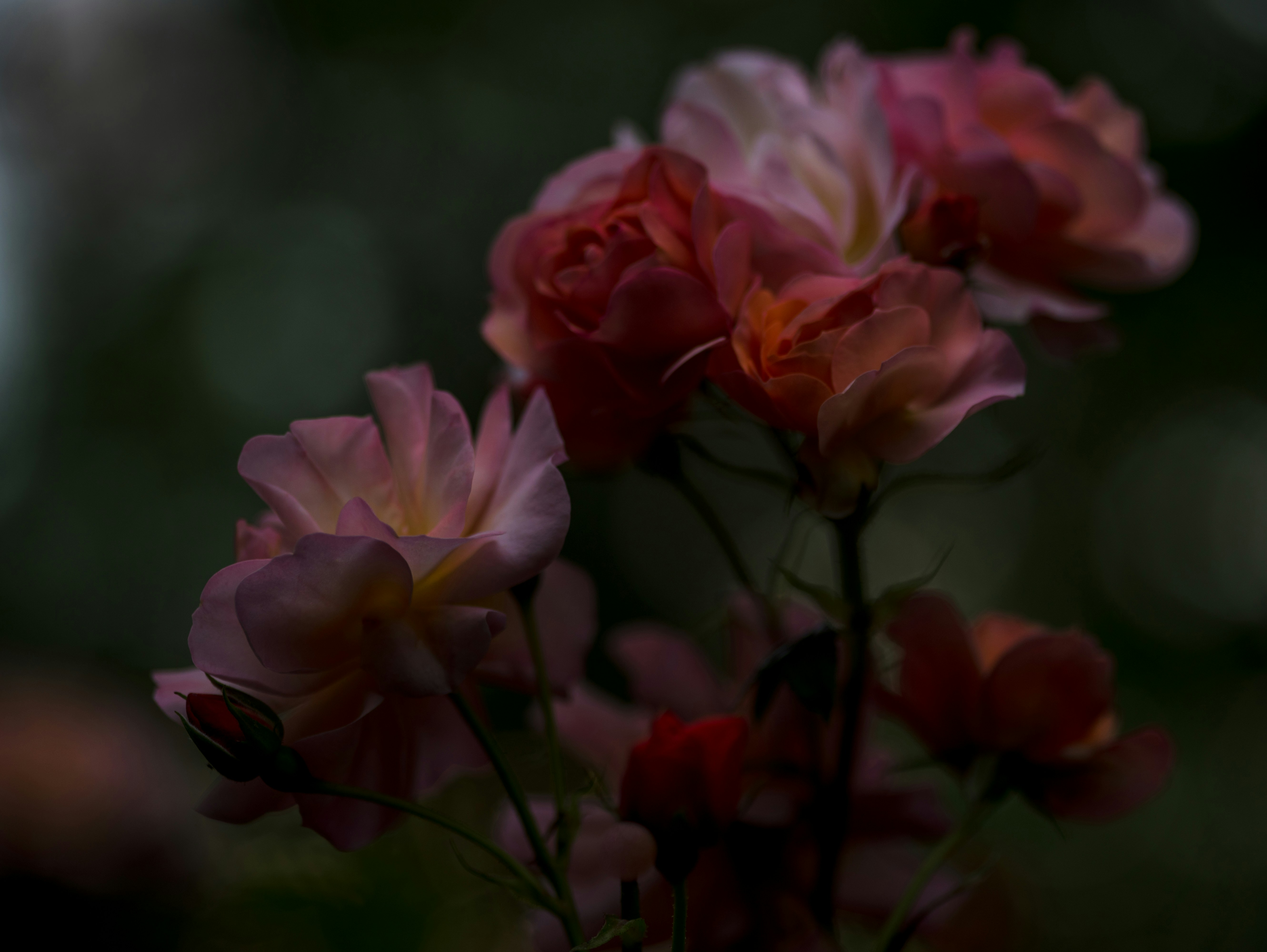 Free Unsplash photo from Christiane Nuetzel