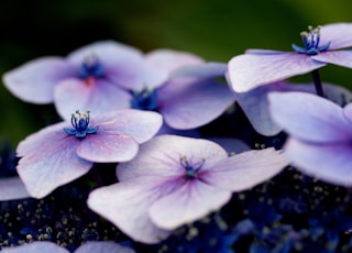 white and purple flowers in shallow focus