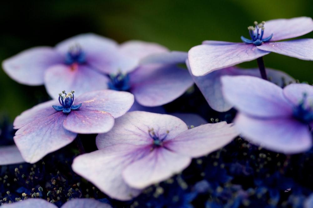 flores blancas y moradas en foco superficial