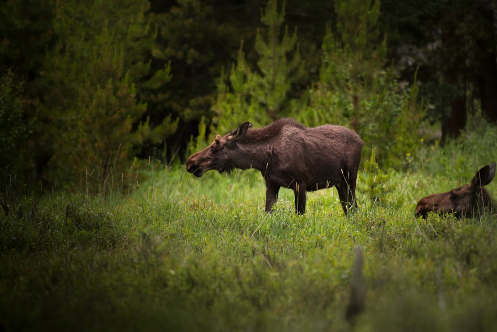 selective focus photography of brown moose surrounded by trees