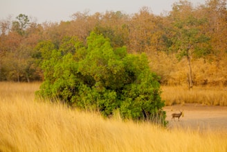A serene natural landscape with tall, golden grasses in the foreground. A lush green bush stands prominently, surrounded by a backdrop of dry trees in autumnal colors. A lone antelope is visible, grazing near the bush, adding a sense of tranquility to the scene.
