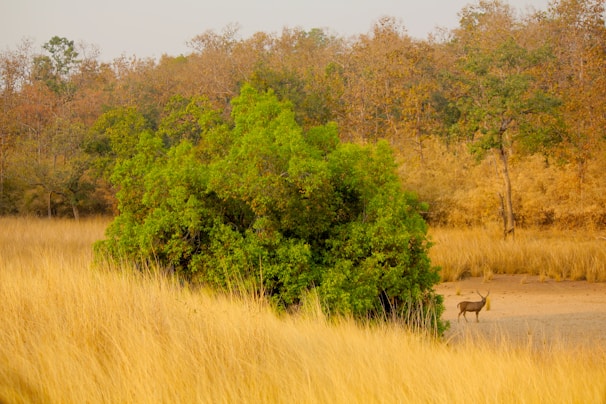 A serene natural landscape with tall, golden grasses in the foreground. A lush green bush stands prominently, surrounded by a backdrop of dry trees in autumnal colors. A lone antelope is visible, grazing near the bush, adding a sense of tranquility to the scene.