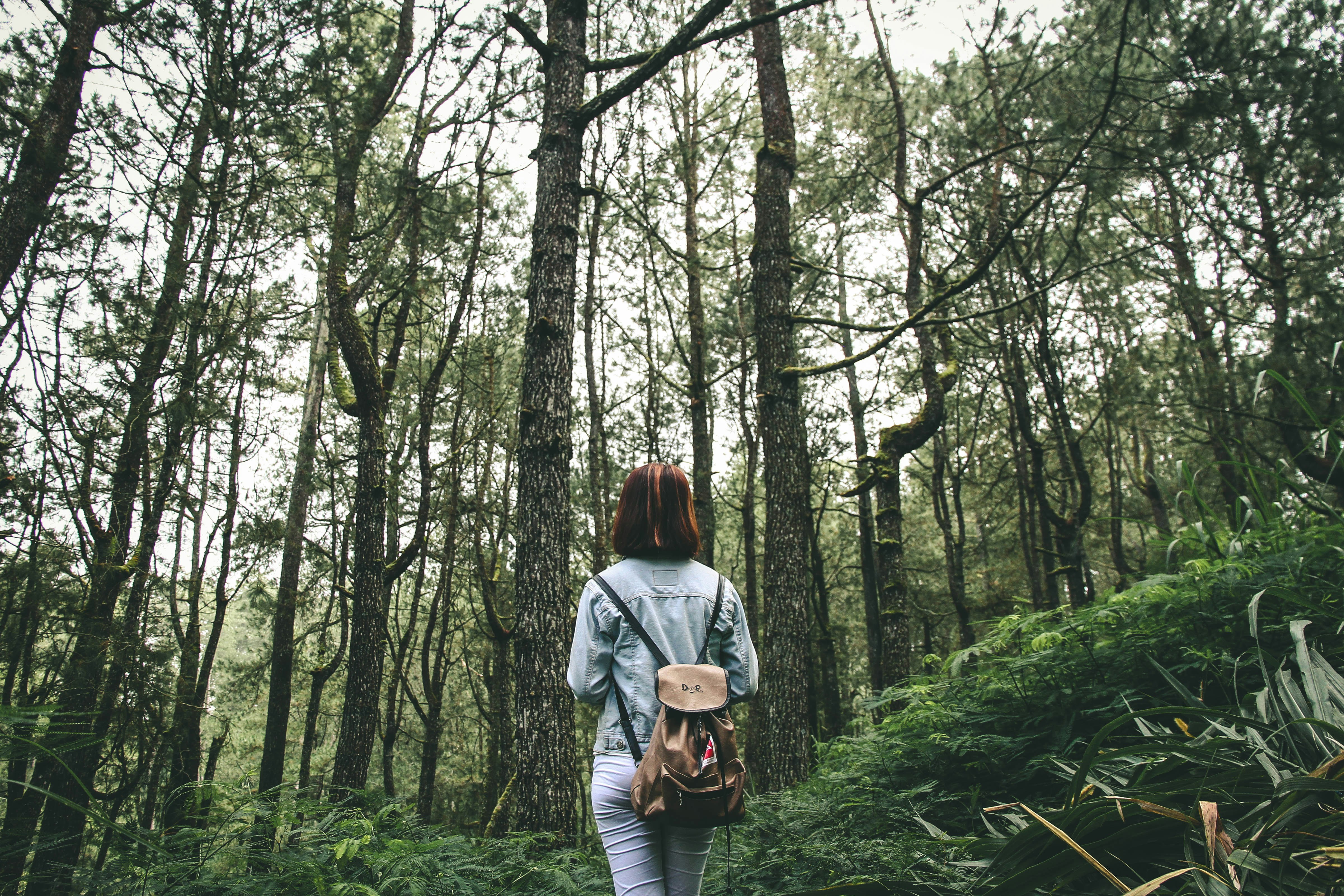 woman surrounded by brown and green tall trees during daytime