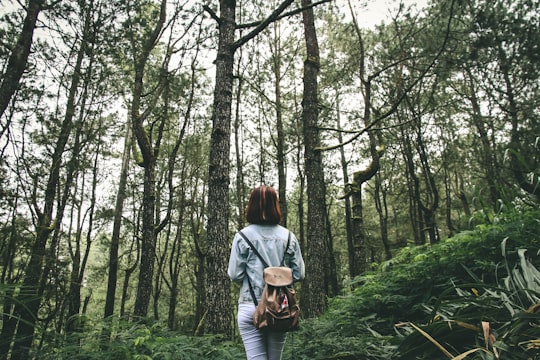 photo of Kintamani Forest near Ubud Palace