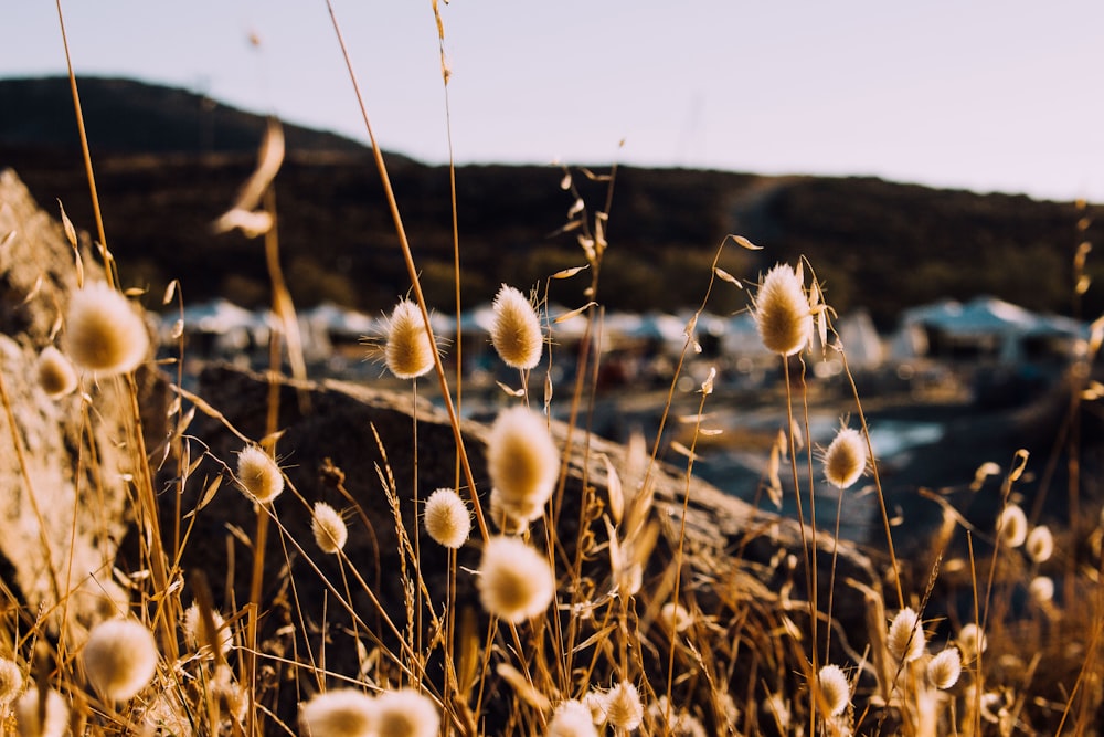 shallow focus photography of brown plants