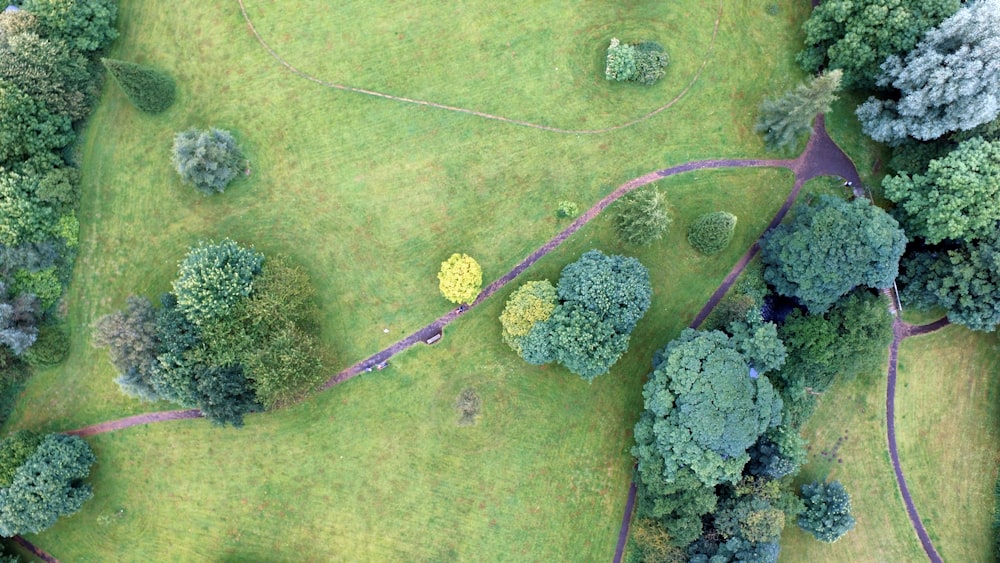 낮의 오솔길과 키 큰 나무의 항공 사진