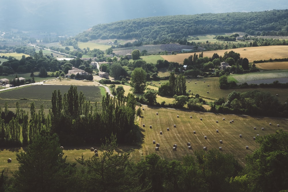 aerial view of trees and farm