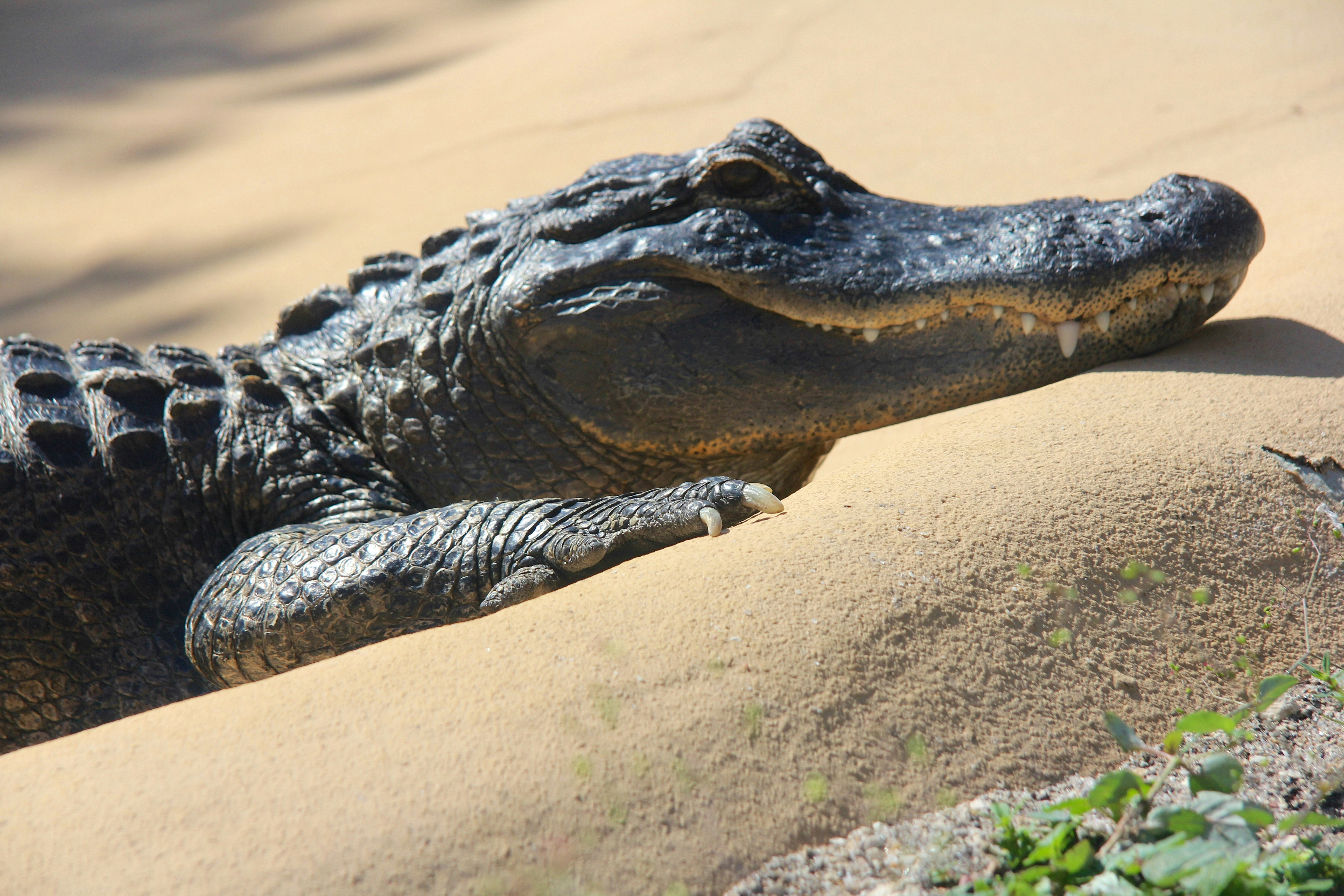 Free Unsplash photo from Matthew Brozik