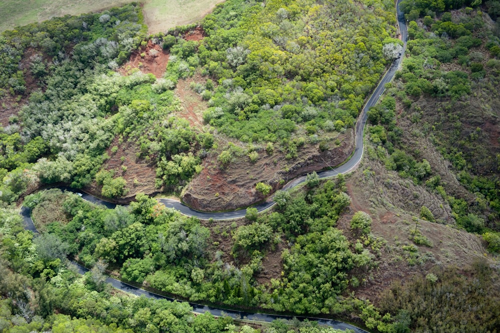 fotografia aérea de estrada sinuosa cercada de árvores