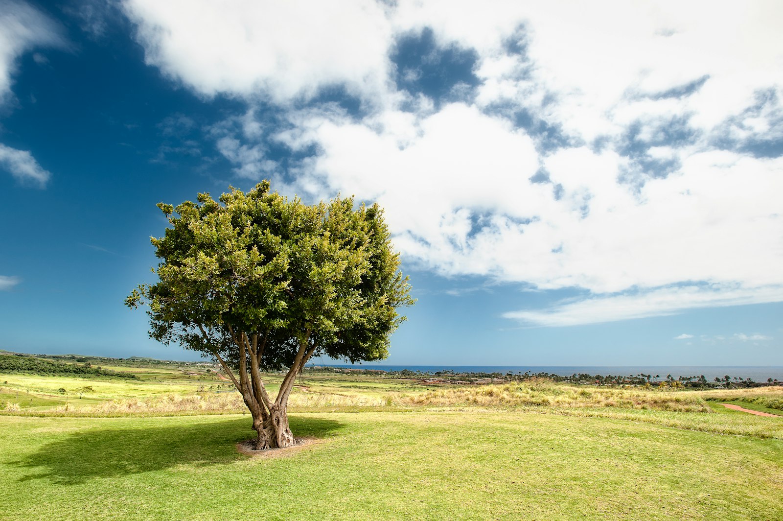 Nikon D700 sample photo. Green leaf trees under photography