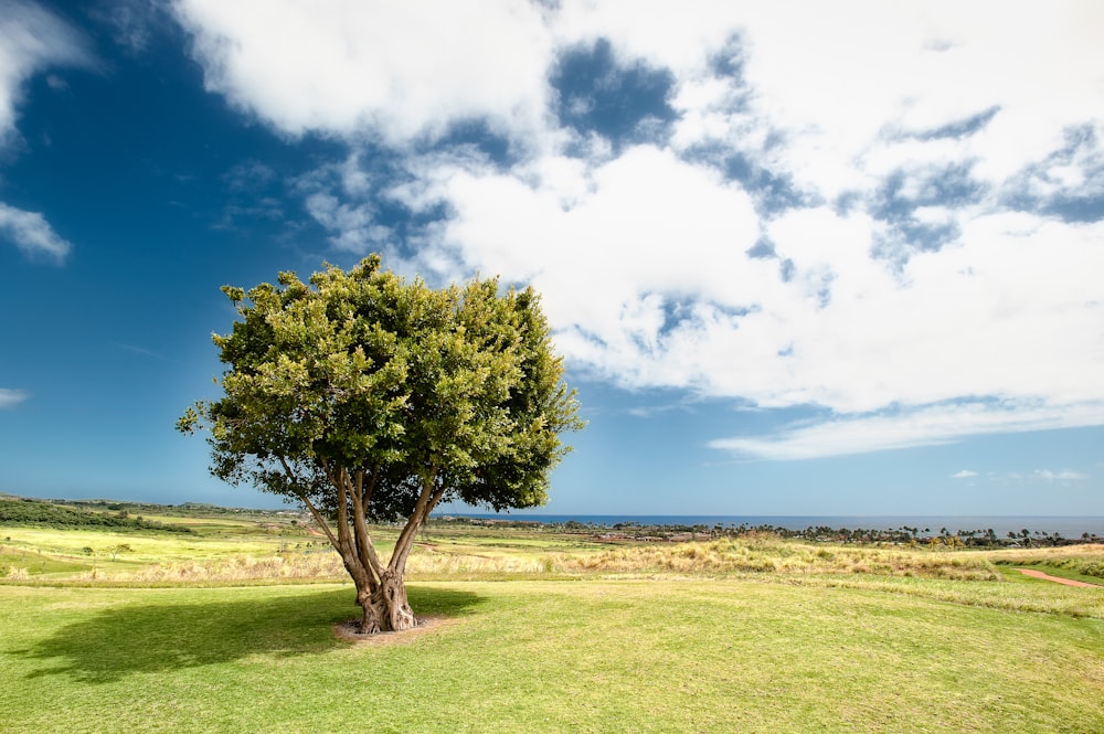 green leaf trees under blue sky