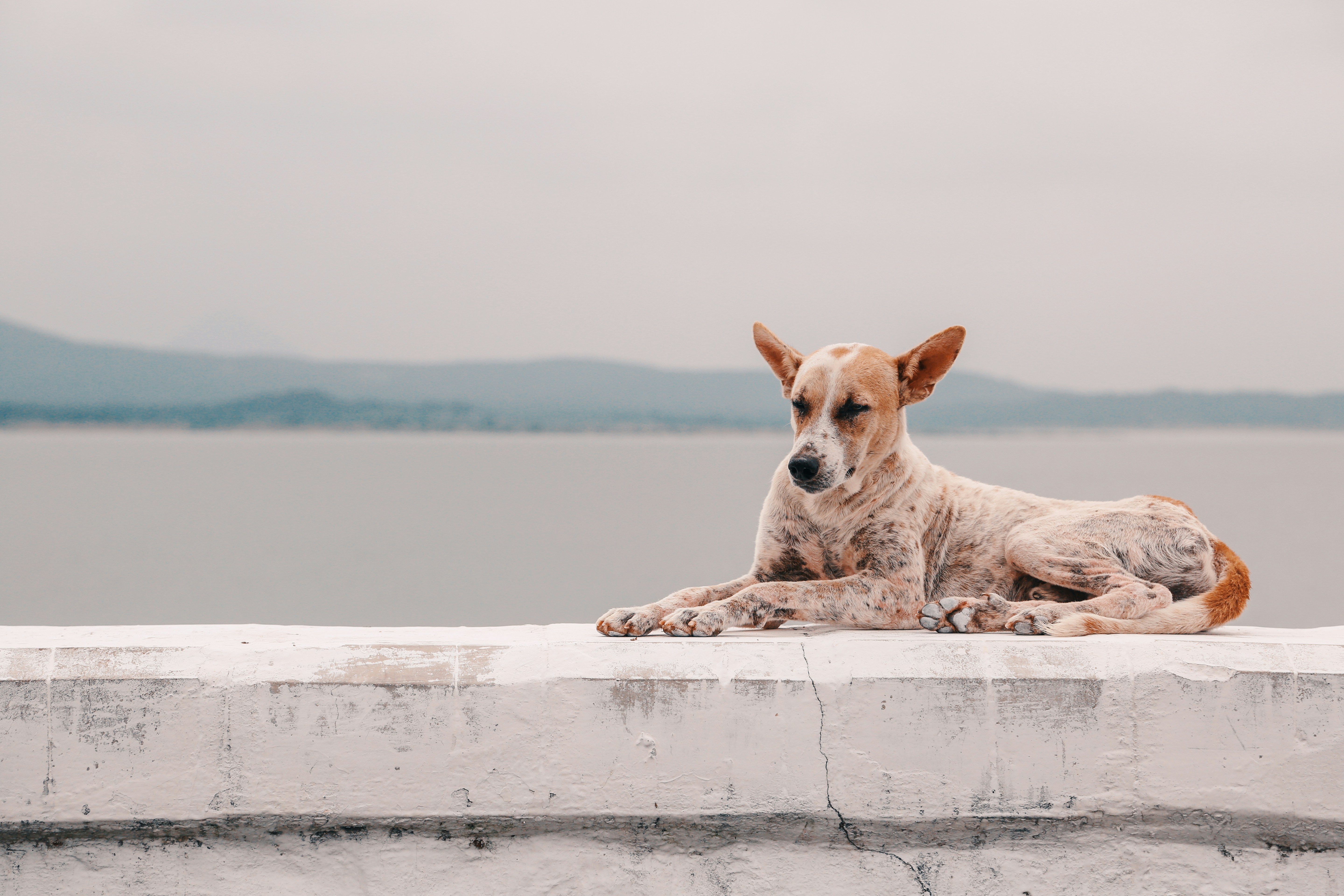 Changes in Vocalization and What They Mean