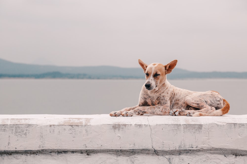 Cane fulvo sdraiato sulla piattaforma di cemento accanto allo specchio d'acqua