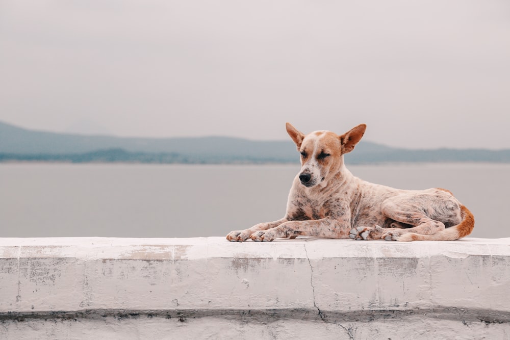 fawn dog lying on concrete platform beside body of water