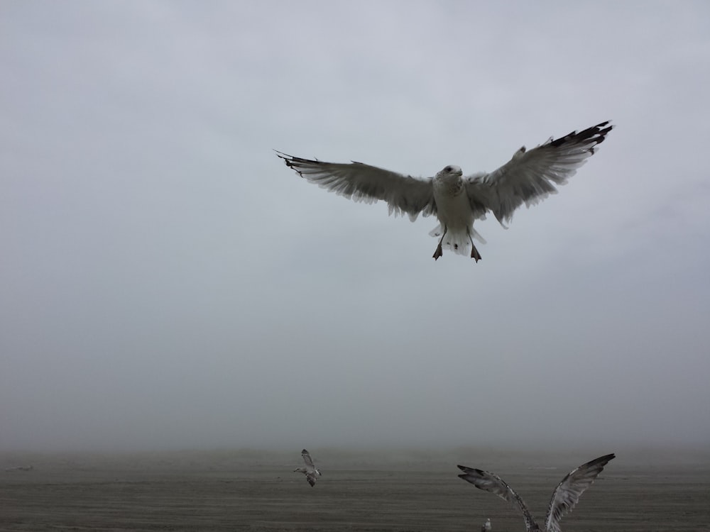Vogel fliegt über Gewässer