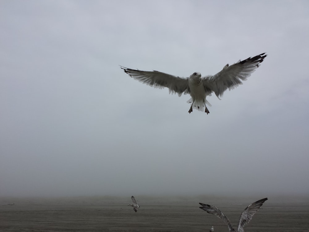 bird flying above body of water