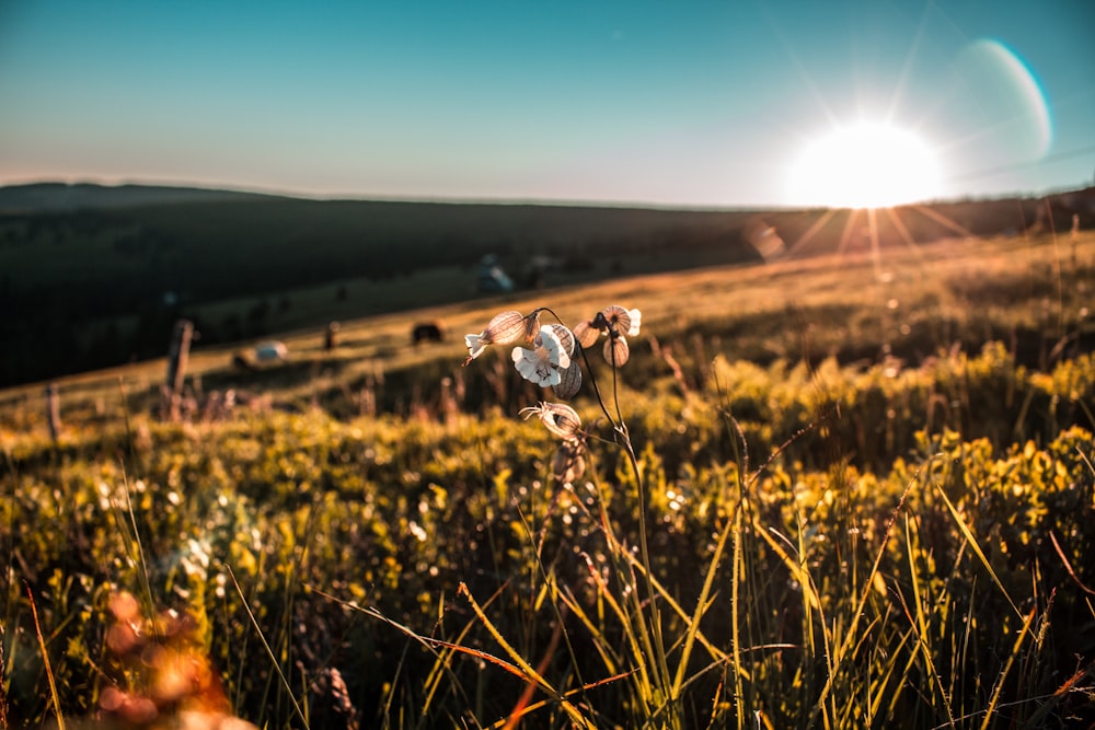 Nahaufnahme einer blühenden Blume mit weißen Blütenblättern