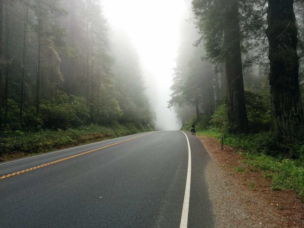 foggy road near forest