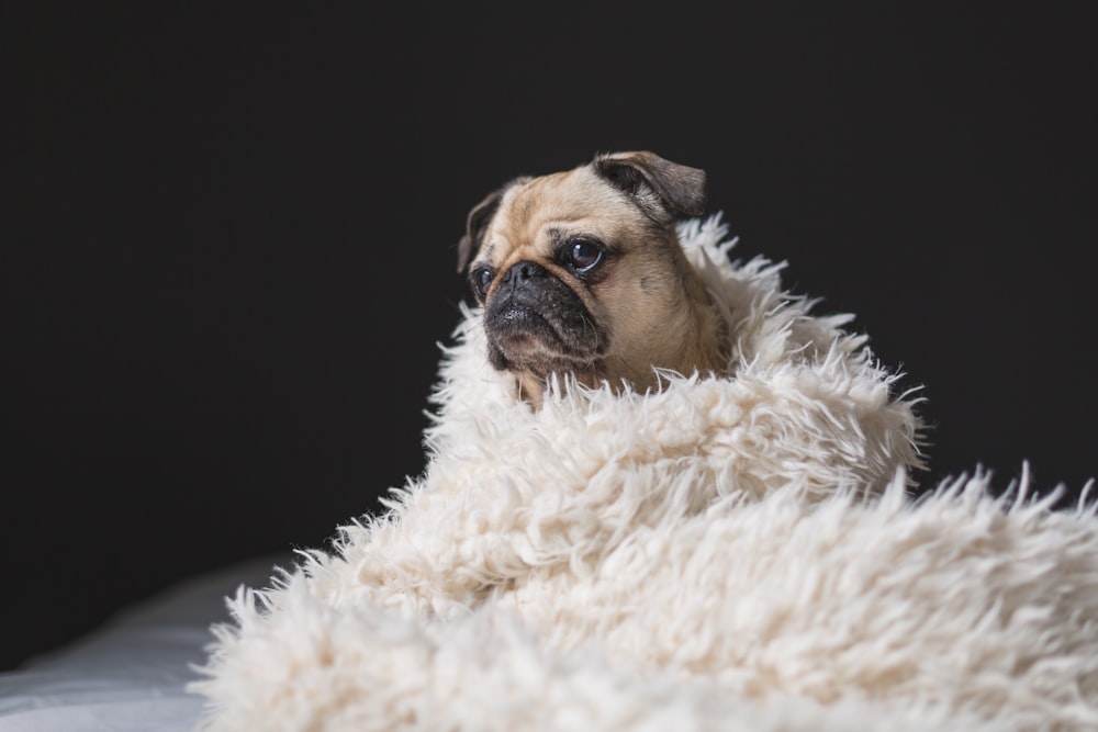 adult fawn pug covered with white fur cover