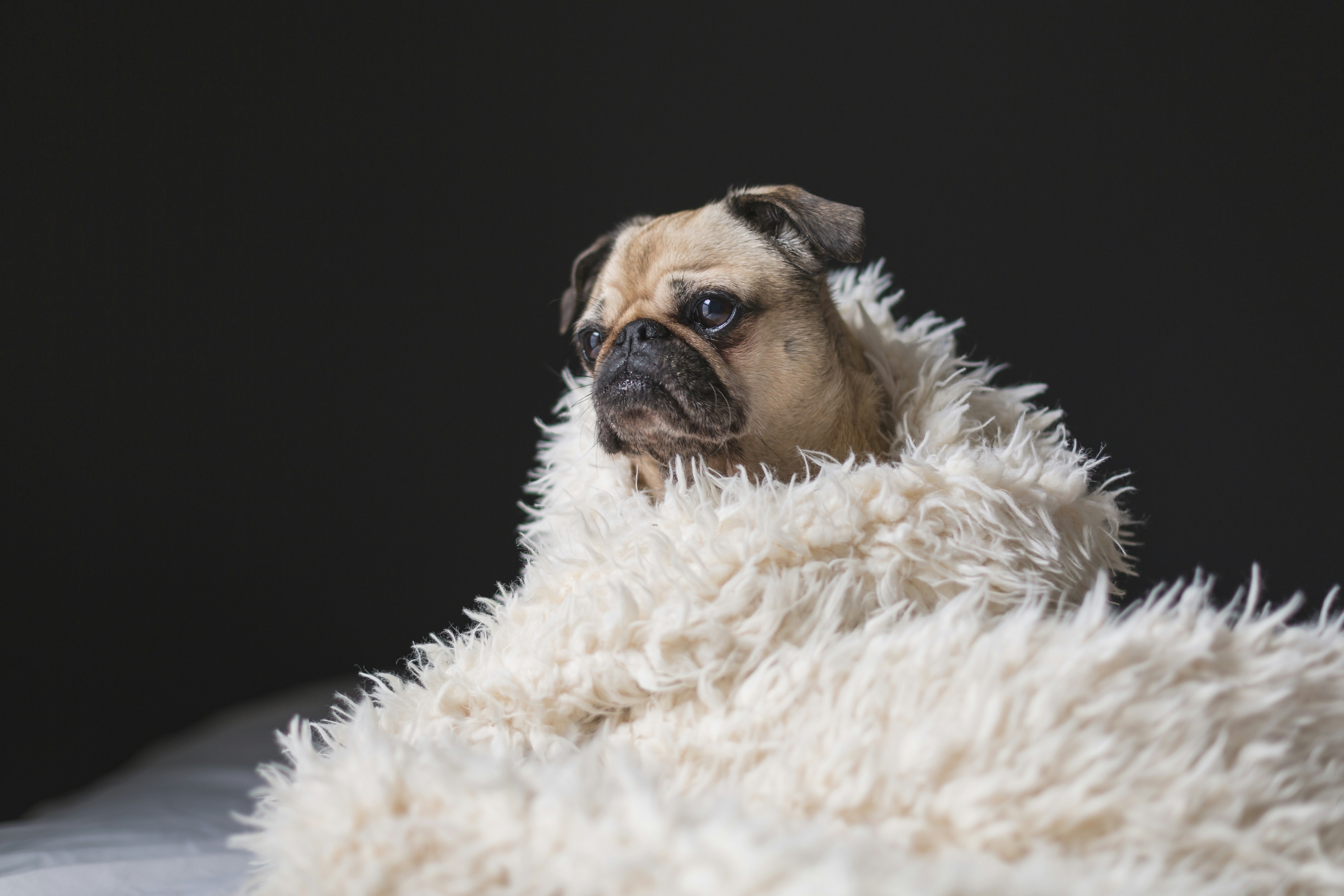 How to Help Your Dog Stay Cool and Healthy