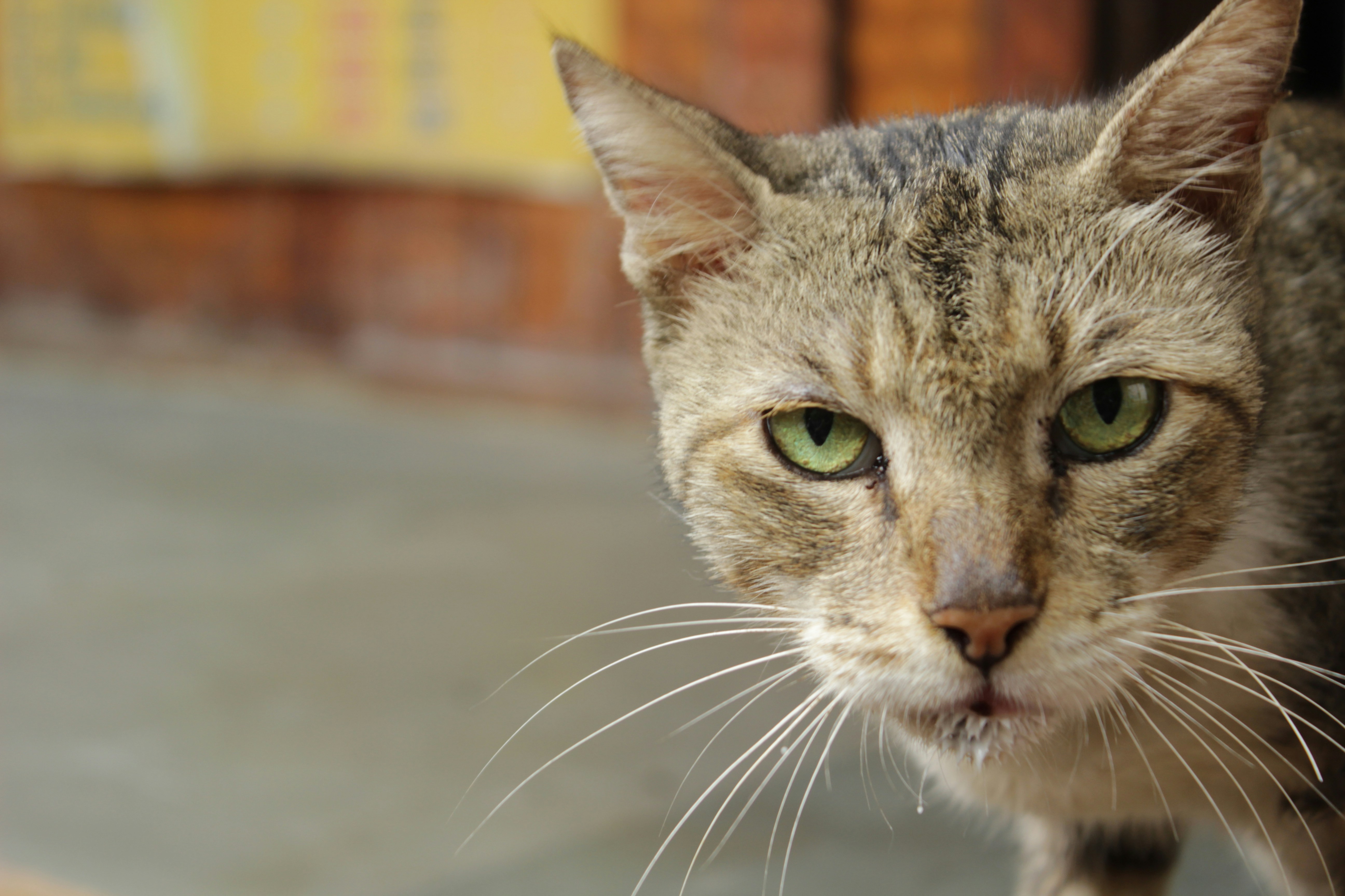 Free Unsplash photo from anubhav  sharma