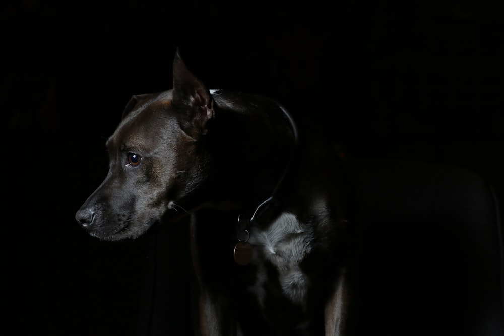 short-coated brown dog