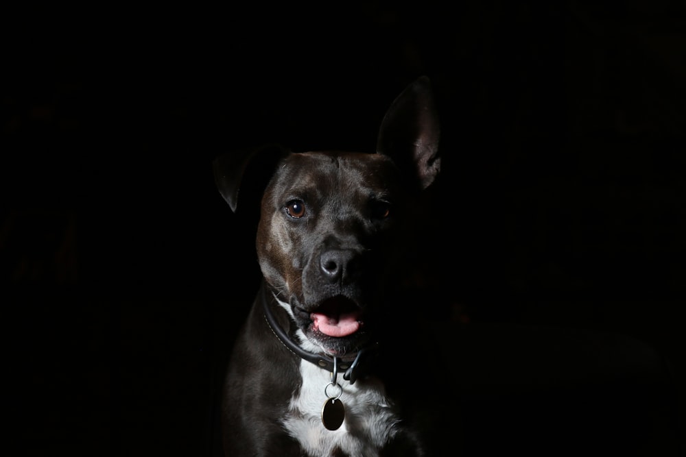 short-coated black and white dog