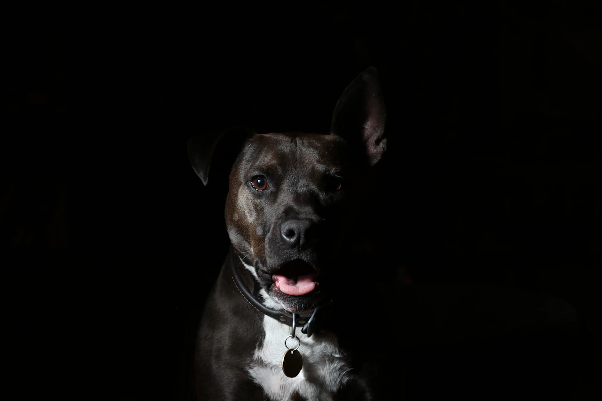 Cane bianco e nero a pelo corto