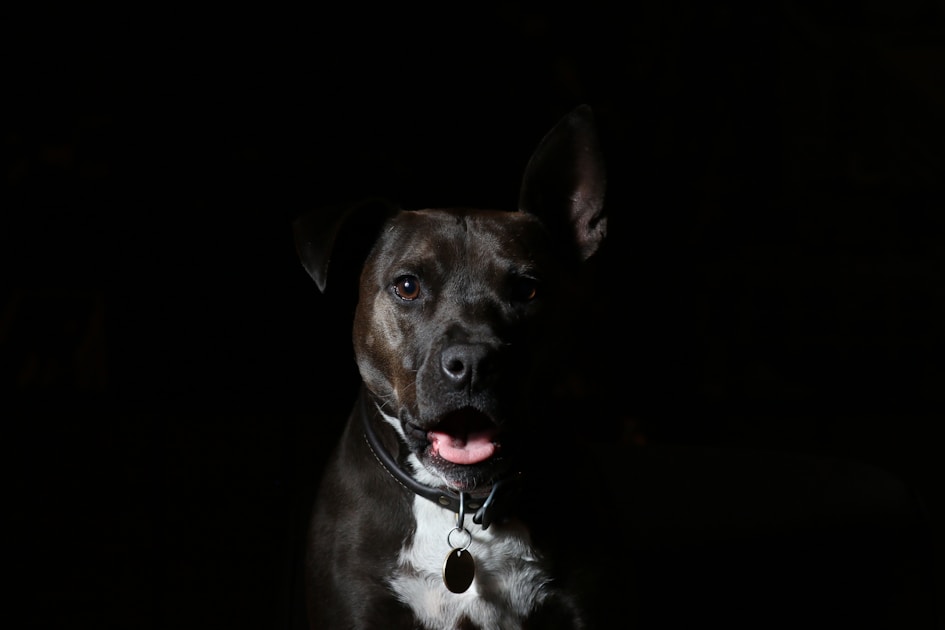 Hund trinkt wenig beim BARFen: Normal oder bedenklich?