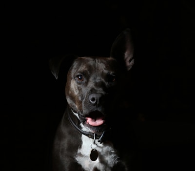 short-coated black and white dog