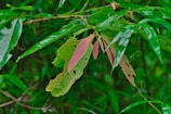 Several green leaves with visible damage from pests or factors causing holes. A few leaves have a reddish hue, providing a contrast against the lush greenery.